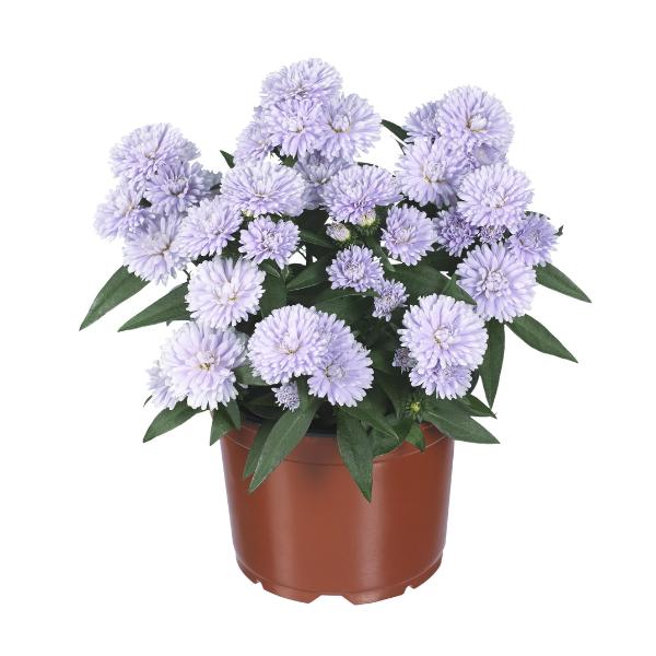 Aster Novi Belgii 'showmakers Lilac Sunset' - View 1 from www redcrocus com