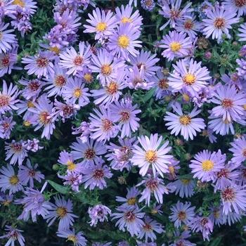 Aster Novi Belgii 'showmakers Lilac Sunset' - View 20 from www redcrocus com