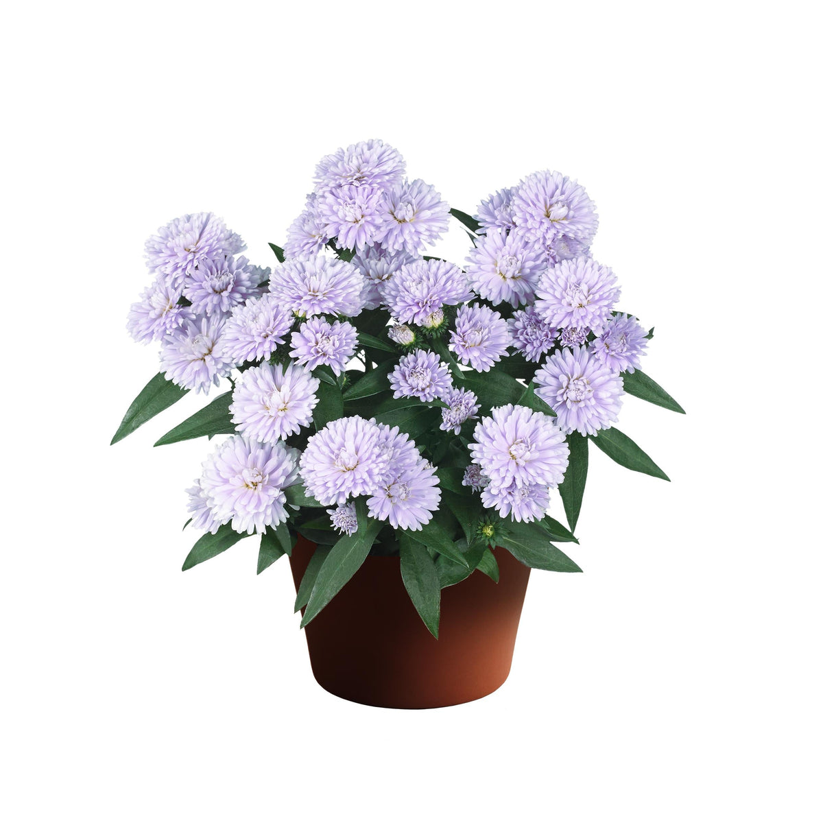 Aster Novi Belgii 'showmakers Lilac Sunset' - View 3 from www redcrocus com
