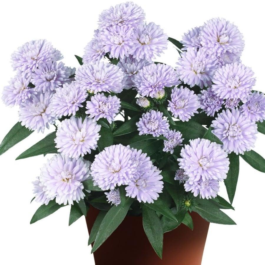 Aster Novi Belgii 'showmakers Lilac Sunset' - View 6 from www redcrocus com