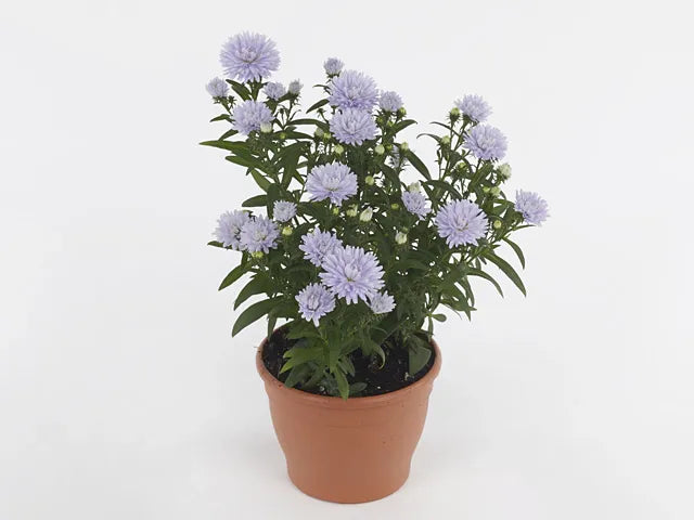 Aster Novi Belgii 'showmakers Lilac Sunset' - View 7 from www redcrocus com