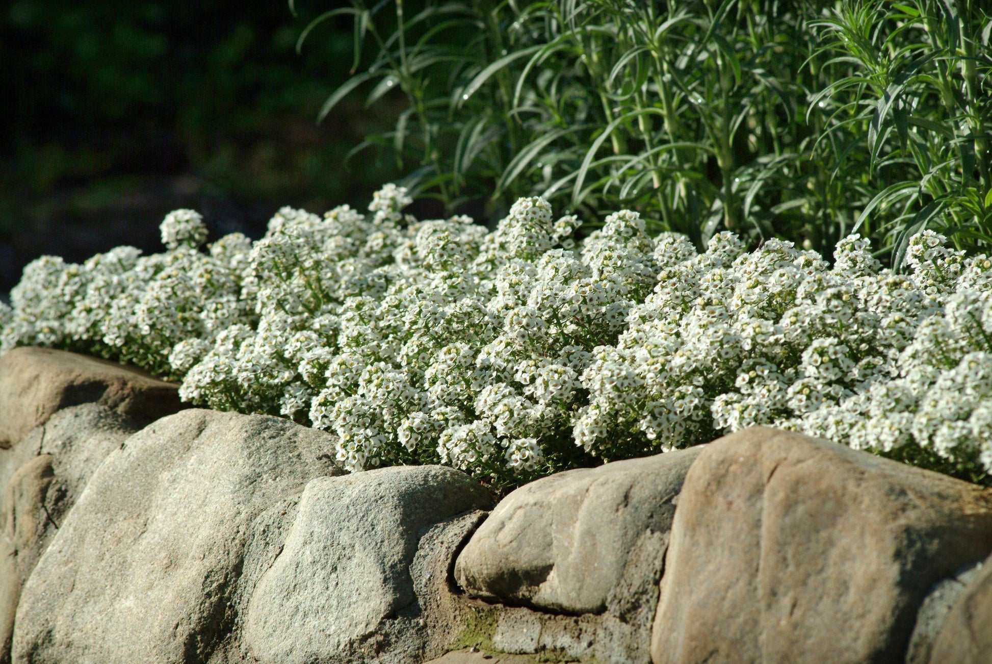 Alyssum 'clear Crystal White' - View 6 from www redcrocus com