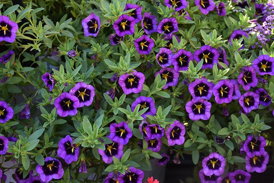 Calibrachoa 'cabaret Midnight Kiss' - View 1 from www redcrocus com