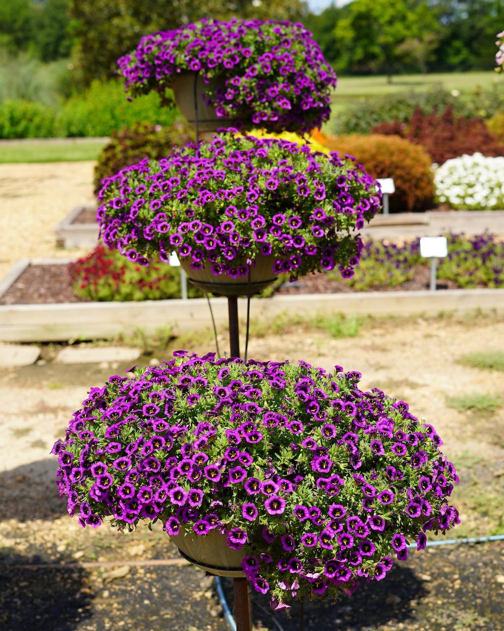 Calibrachoa 'cabaret Midnight Kiss' - View 4 from www redcrocus com