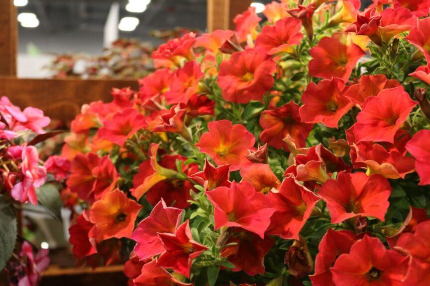 Petchoa 'supercal Premium Red Maple' - View 10 from www redcrocus com