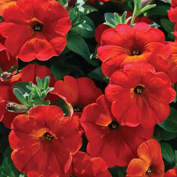 Petchoa 'supercal Premium Red Maple' - View 2 from www redcrocus com
