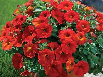 Petchoa 'supercal Premium Red Maple' - View 4 from www redcrocus com