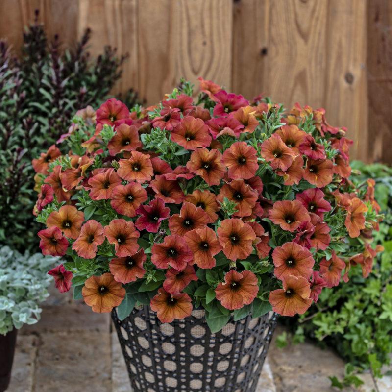 Petchoa 'supercal Premium Red Maple' - View 6 from www redcrocus com