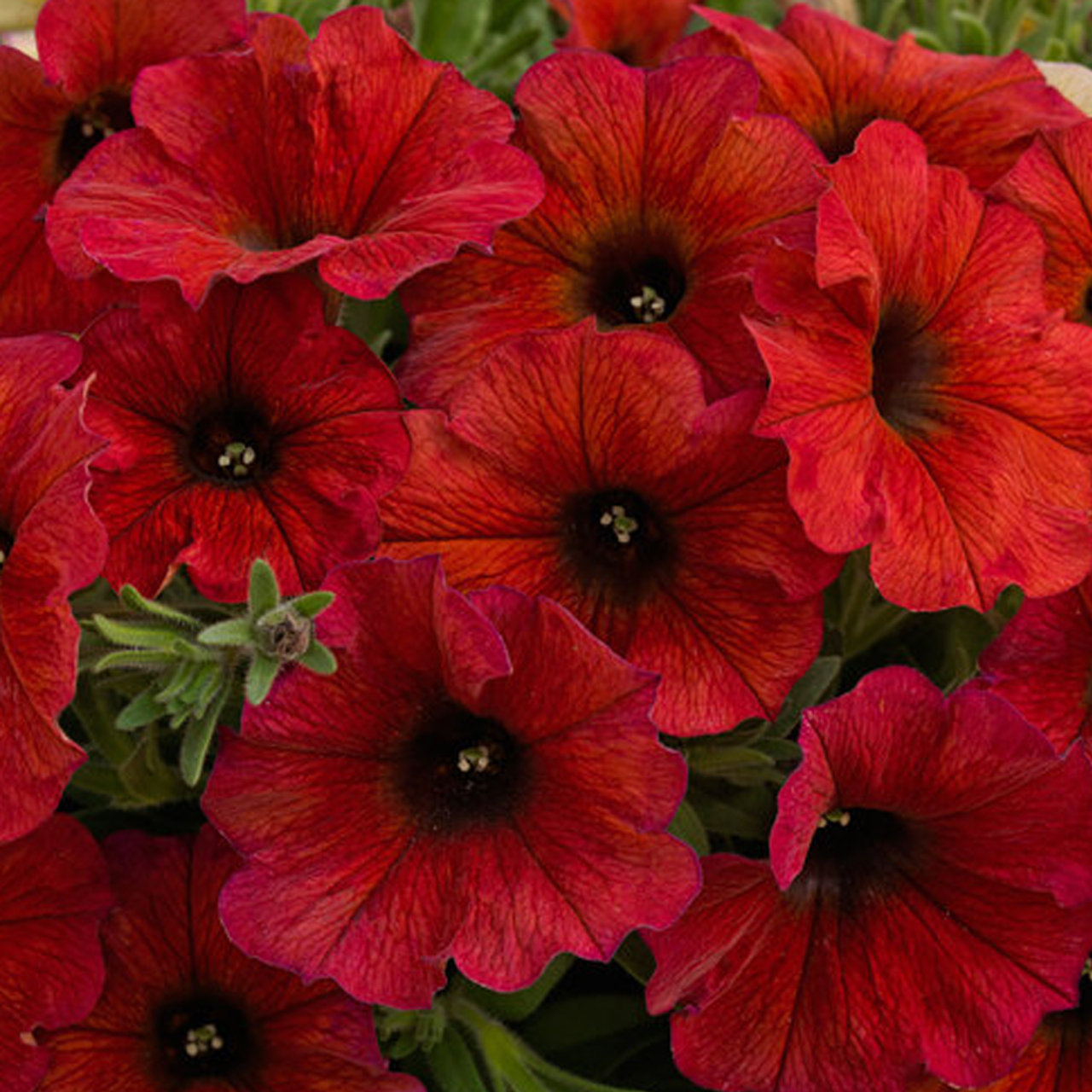 Petchoa 'supercal Premium Red Maple' - View 7 from www redcrocus com