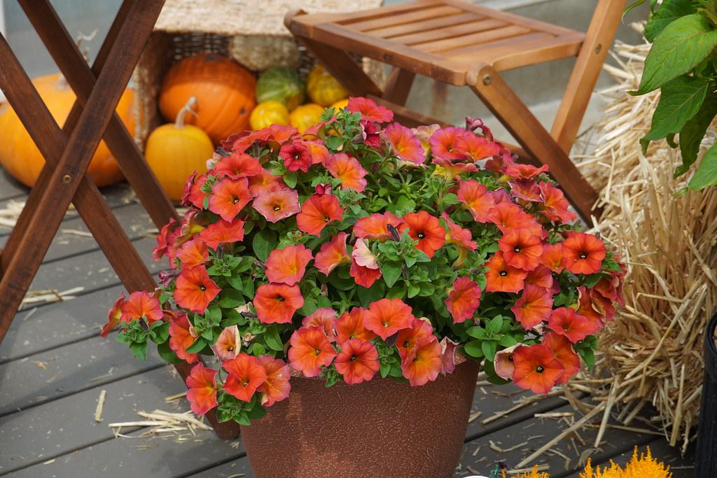Petchoa 'supercal Premium Red Maple' - View 9 from www redcrocus com