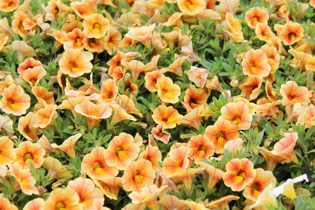 Calibrachoa 'minifamous Uno Yellow, Red Vein' - View 1 from www redcrocus com