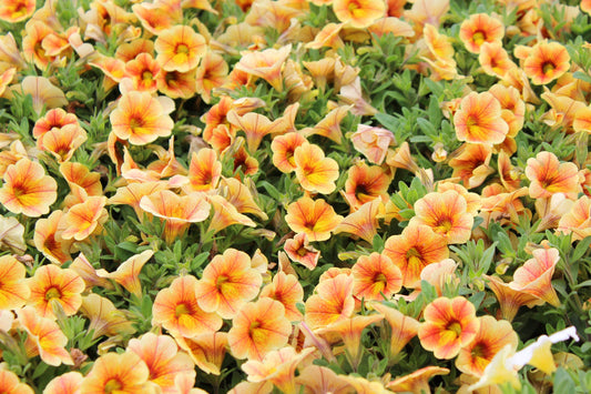Calibrachoa 'minifamous Uno Yellow, Red Vein' - View 1 from www redcrocus com