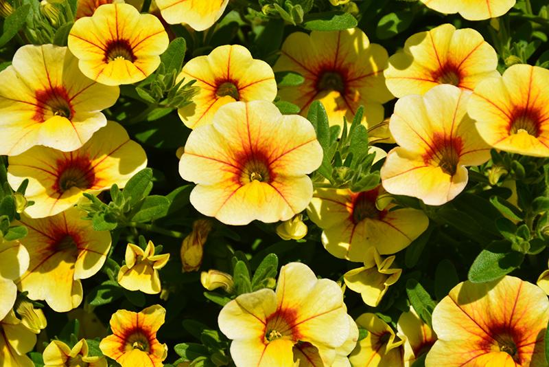 Calibrachoa 'minifamous Uno Yellow, Red Vein' - View 2 from www redcrocus com