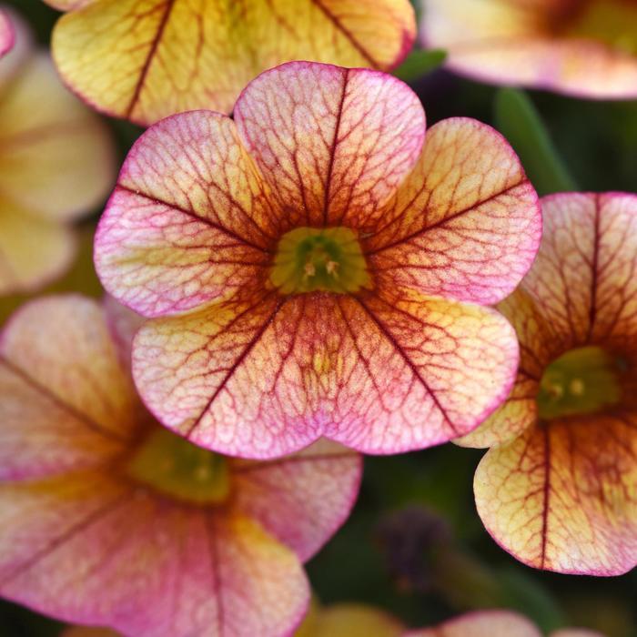 Calibrachoa 'minifamous Uno Yellow, Red Vein' - View 3 from www redcrocus com