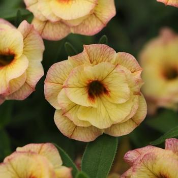 Calibrachoa 'minifamous Uno Yellow, Red Vein' - View 4 from www redcrocus com