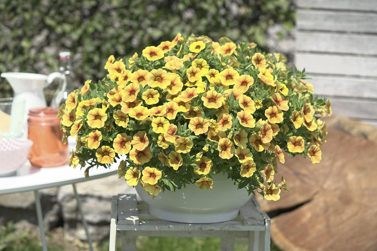 Calibrachoa 'minifamous Uno Yellow, Red Vein' - View 5 from www redcrocus com