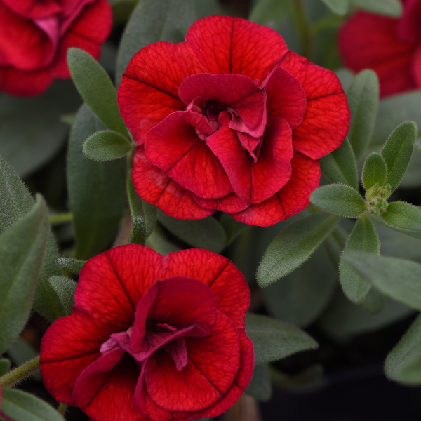 Calibrachoa 'minifamous Uno Yellow, Red Vein' - View 6 from www redcrocus com