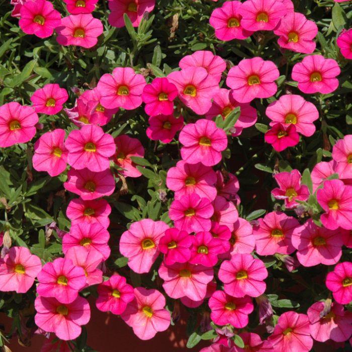 Calibrachoa 'cabaret Pink' - View 1 from www redcrocus com