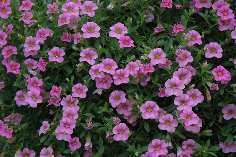 Calibrachoa 'cabaret Pink' - View 6 from www redcrocus com