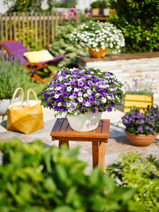 Calibrachoa 'cabaret Purple' - View 11 from www redcrocus com