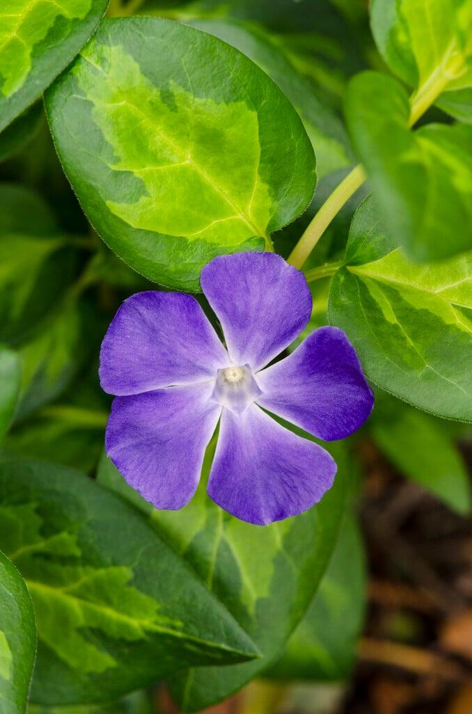 Vinca Major 'maculata' - View 14 from www redcrocus com