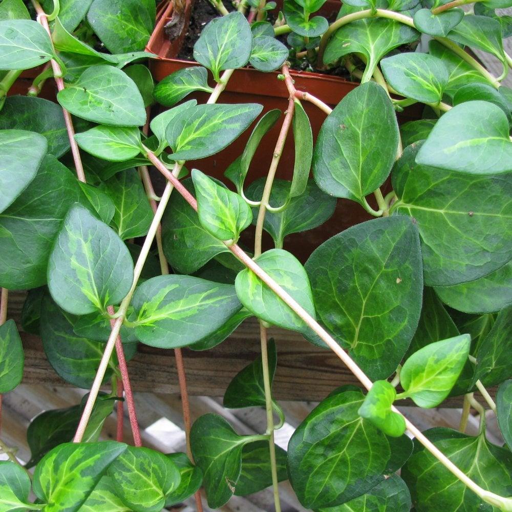 Vinca Major 'maculata' - View 15 from www redcrocus com