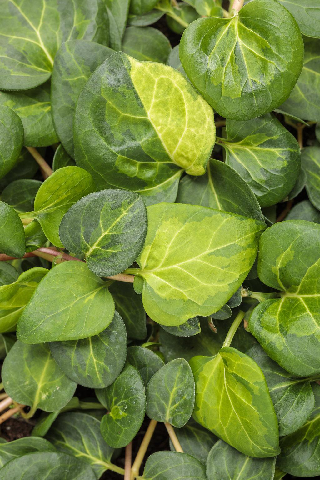 Vinca Major 'maculata' - View 3 from www redcrocus com