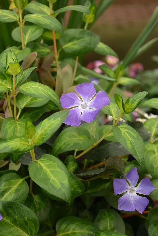 Vinca Major 'maculata' - View 5 from www redcrocus com
