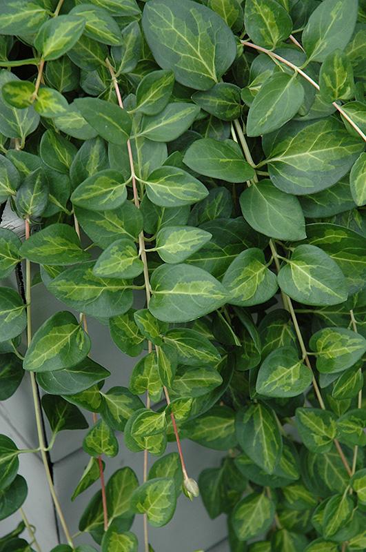 Vinca Major 'maculata' - View 8 from www redcrocus com