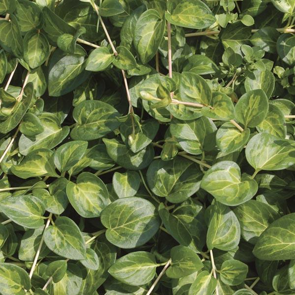 Vinca Major 'maculata' - View 9 from www redcrocus com