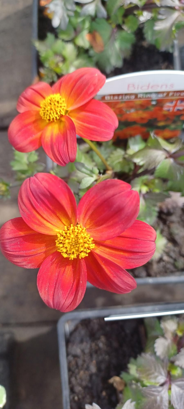 Bidens 'blazing Ring Of Fire' - View 10 from www redcrocus com