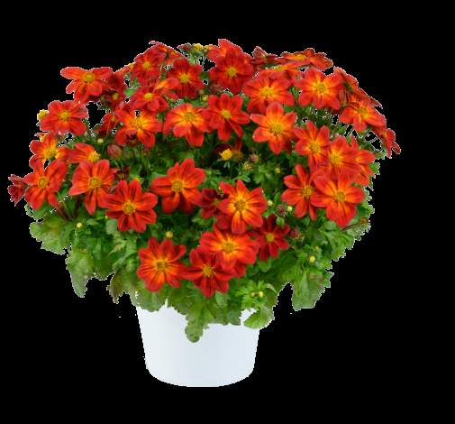 Bidens 'blazing Ring Of Fire' - View 1 from www redcrocus com