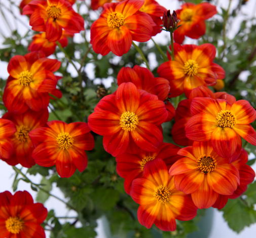 Bidens 'blazing Ring Of Fire' - View 2 from www redcrocus com