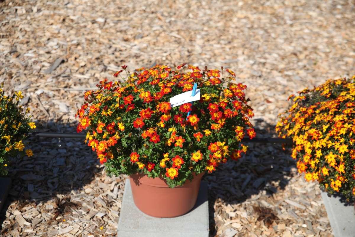 Bidens 'blazing Ring Of Fire' - View 3 from www redcrocus com