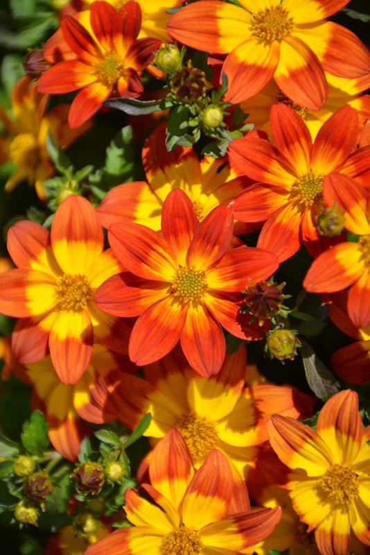 Bidens 'blazing Ring Of Fire' - View 4 from www redcrocus com
