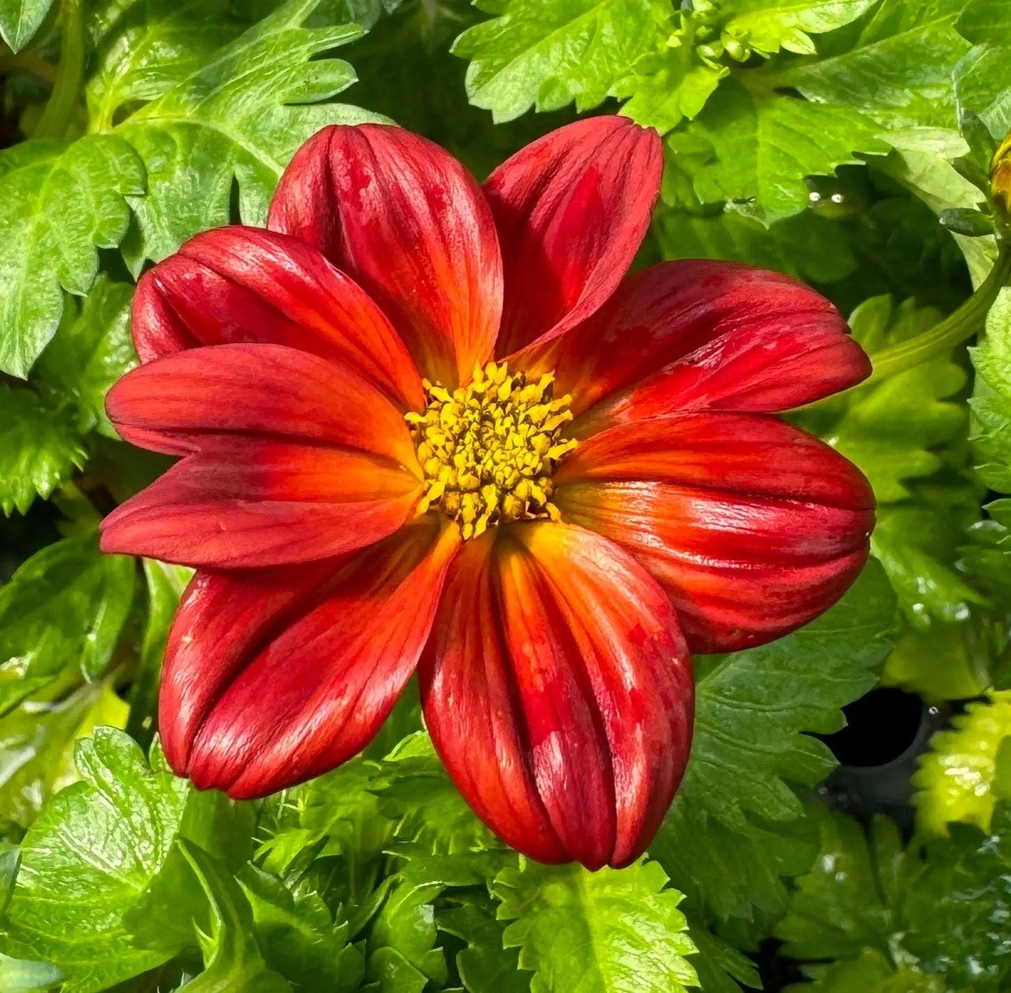 Bidens 'blazing Ring Of Fire' - View 5 from www redcrocus com