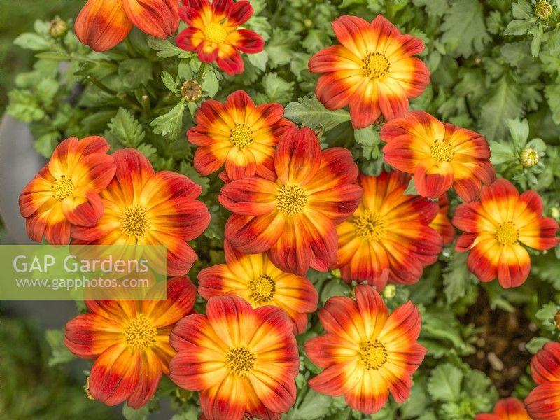 Bidens 'blazing Ring Of Fire' - View 6 from www redcrocus com