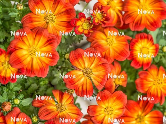 Bidens 'blazing Ring Of Fire' - View 8 from www redcrocus com