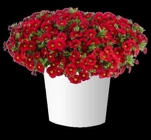 Calibrachoa 'lia Chili Pepper' - View 1 from www redcrocus com