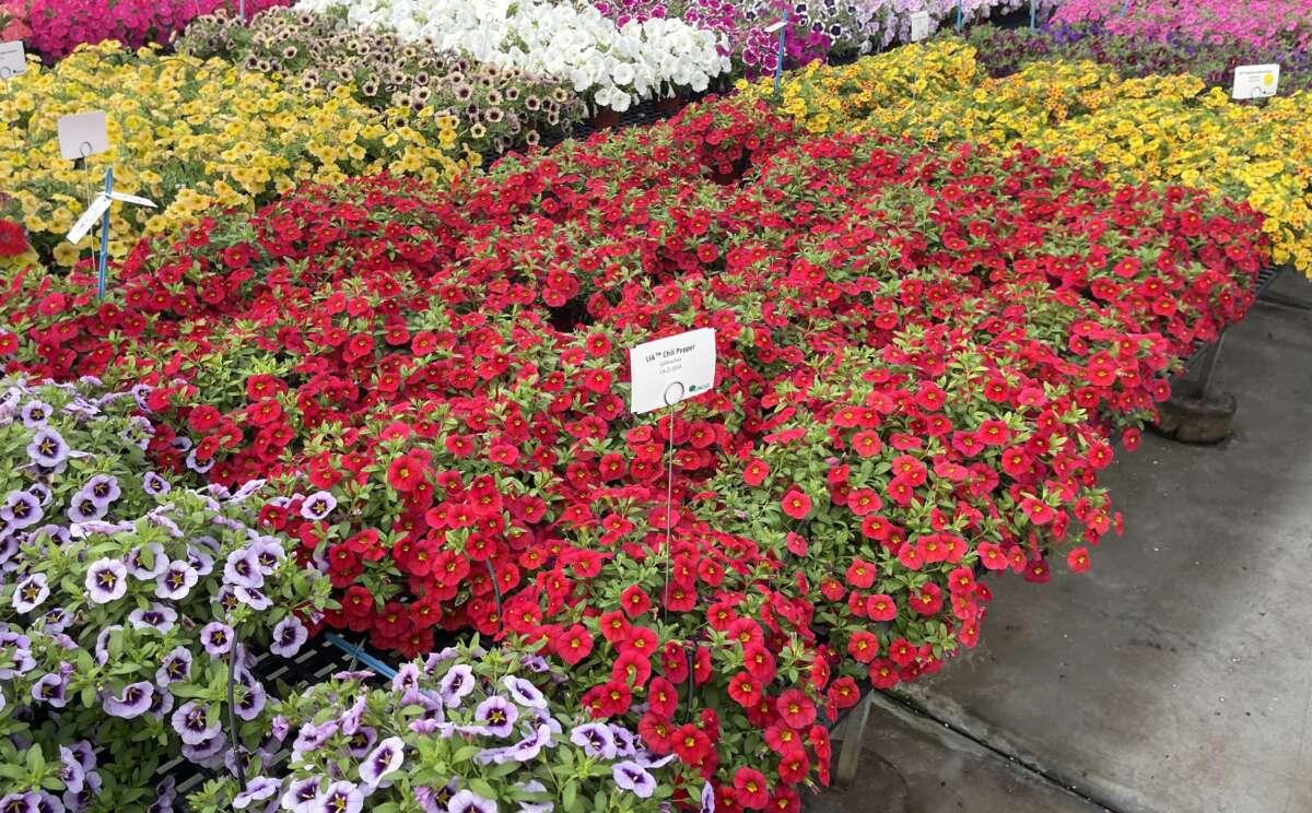 Calibrachoa 'lia Chili Pepper' - View 2 from www redcrocus com