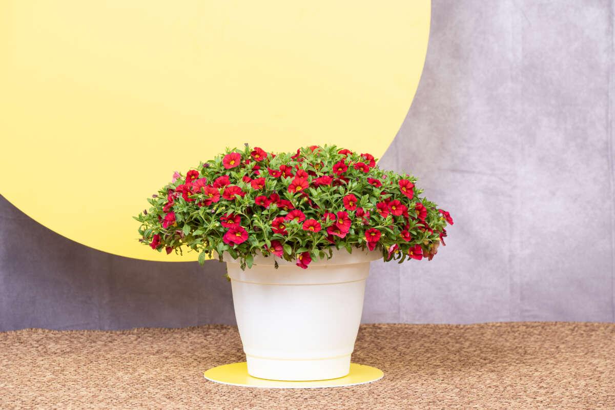 Calibrachoa 'lia Chili Pepper' - View 3 from www redcrocus com
