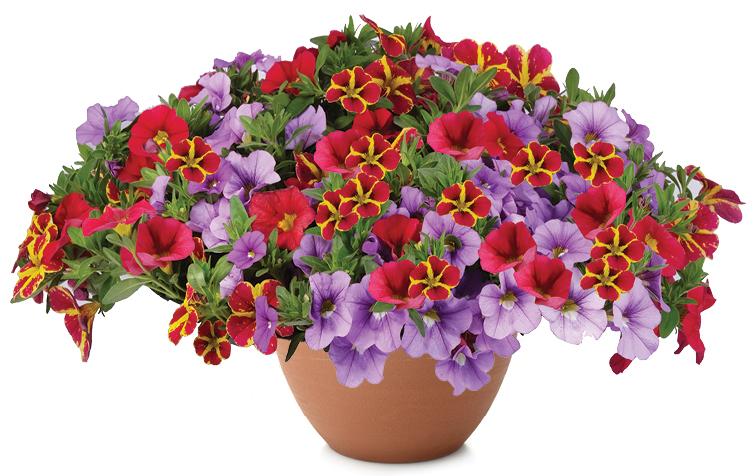 Calibrachoa 'lia Chili Pepper' - View 4 from www redcrocus com