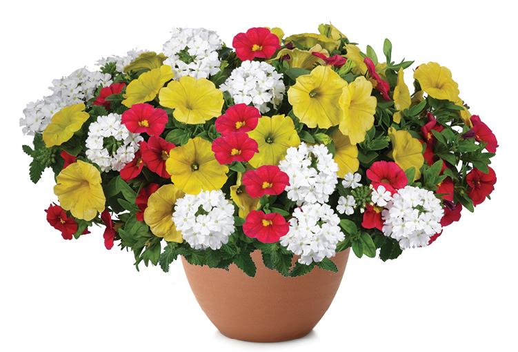 Calibrachoa 'lia Chili Pepper' - View 5 from www redcrocus com