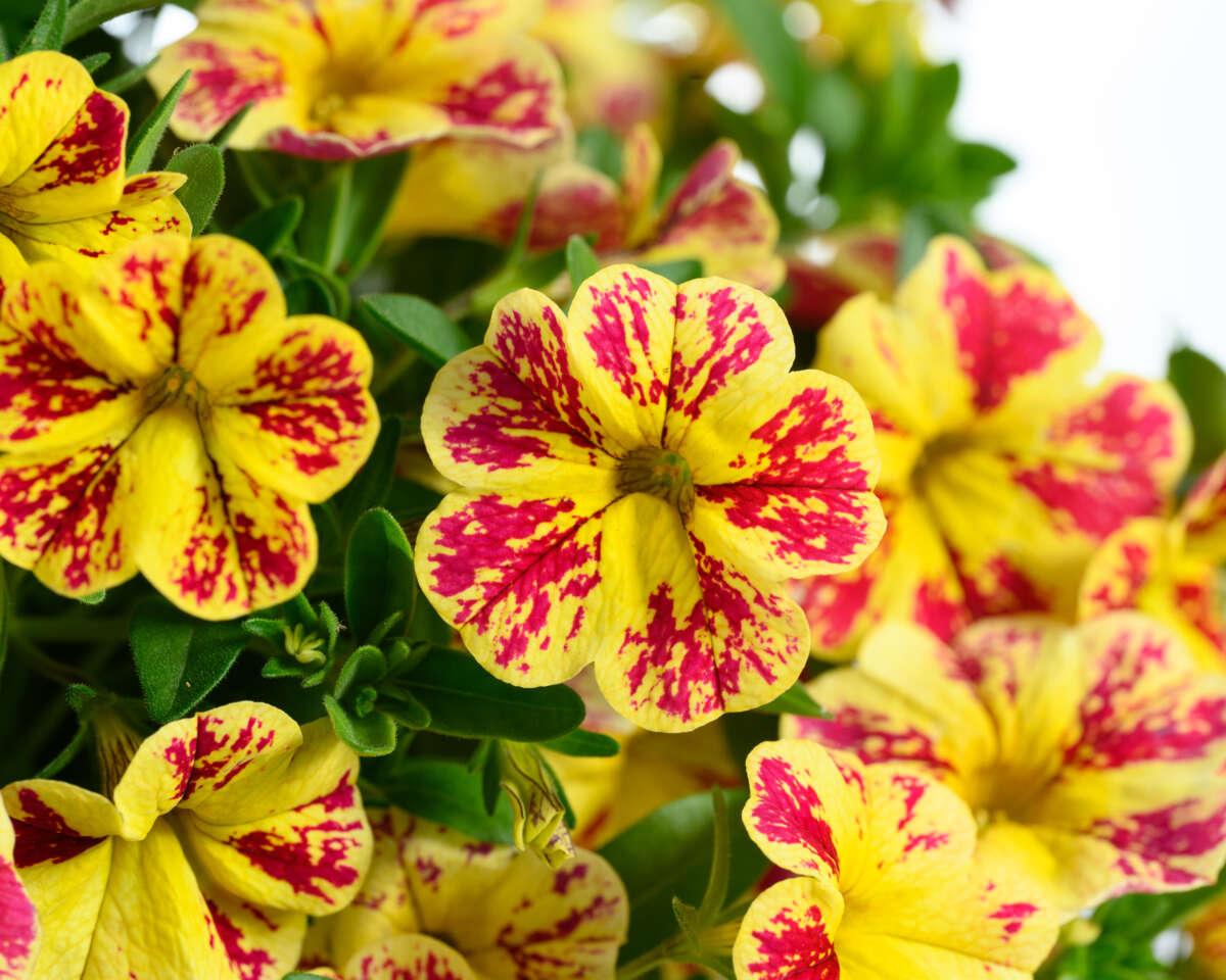 Calibrachoa 'lia Chili Pepper' - View 7 from www redcrocus com