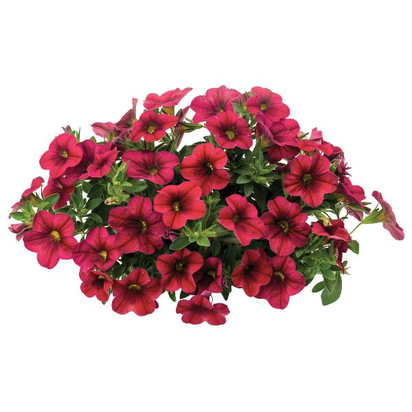 Calibrachoa 'lia Chili Pepper' - View 8 from www redcrocus com