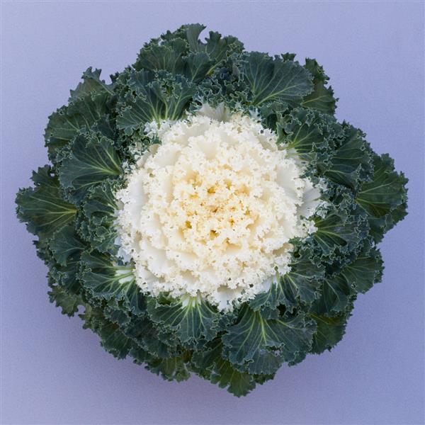 Kale 'bright And Early White' - View 1 from www redcrocus com