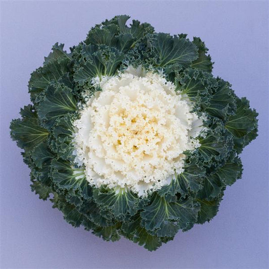 Kale 'bright And Early White' - View 1 from www redcrocus com
