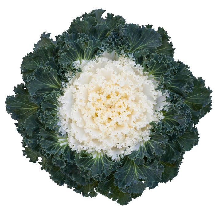 Kale 'bright And Early White' - View 4 from www redcrocus com