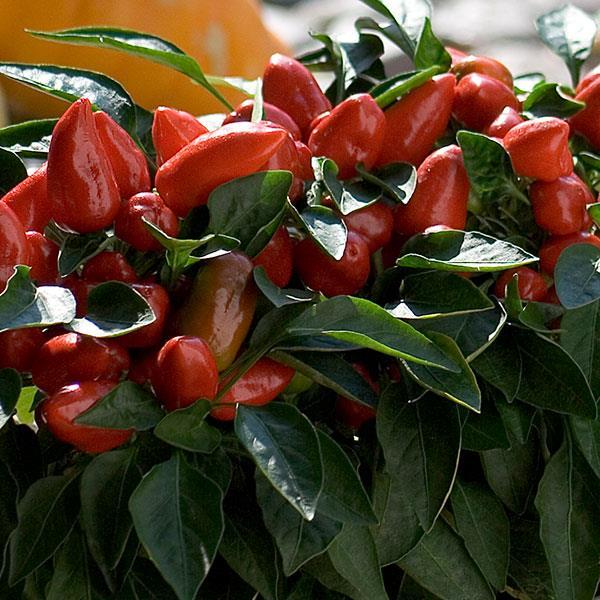 Pepper, Ornamental 'samba Red' - View 14 from www redcrocus com