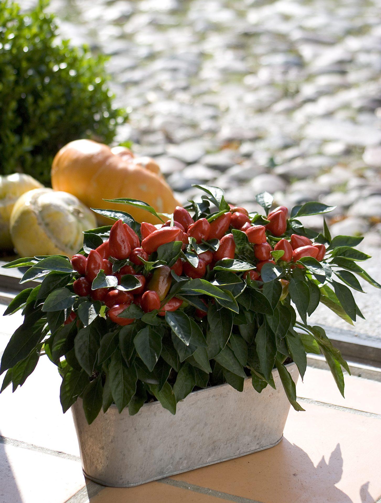 Pepper, Ornamental 'samba Red' - View 15 from www redcrocus com